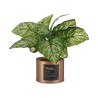 Plante décorative Home Cuivre Cannette (26 x 26 x 26 cm) (6 Unités)