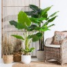 Plante décorative 75 x 60 x 155 cm Vert Philodendron