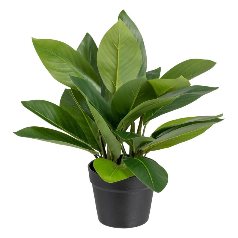 Plante décorative 50 x 45 x 48 cm Vert PVC