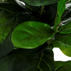 Plante décorative 33 x 35 x 100 cm Vert PVC Ficus