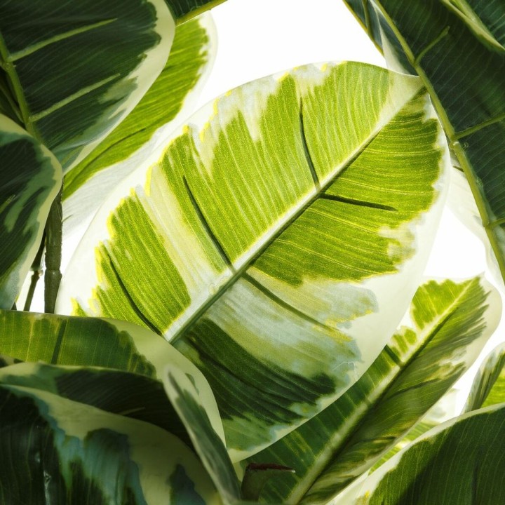 image imprimée ou numérique