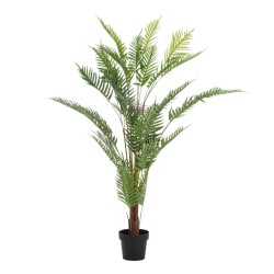 Plante décorative Areca...