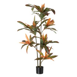 Plante décorative Dracaena...