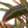 Plante décorative Dracaena Marron Vert PVC 140 cm