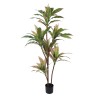 Plante décorative 160 cm Dracaena Vert