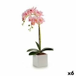 Plante décorative Orchidée...