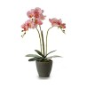 Plante décorative Orchidée 19 x 48 x 24 cm Plastique (4 Unités)