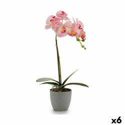 Plante décorative Orchidée...