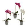 Plante décorative Orchidée Plastique 13 x 39 x 22 cm (6 Unités)