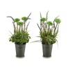 Plante décorative Lavande Métal Plastique 13 x 40 x 13 cm (12 Unités)