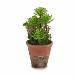 Plante décorative Succulent Plastique 16 x 23 x 16 cm (12 Unités)