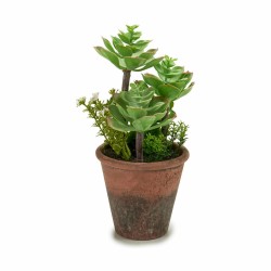 Plante décorative Succulent Plastique 16 x 23 x 16 cm (12 Unités)