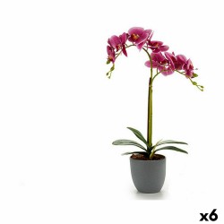 Plante décorative Orchidée...