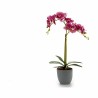 Plante décorative Orchidée Plastique 20 x 47,5 x 24 cm (6 Unités)