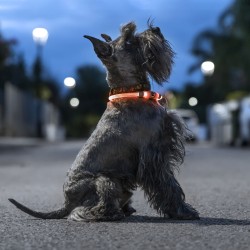 Collier à LED pour Animaux...