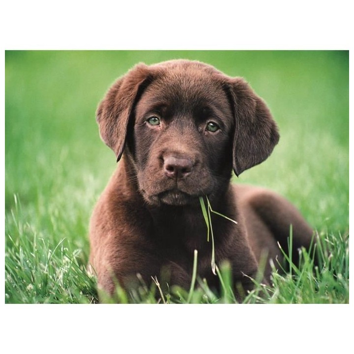 Clementoni - 500 pieces - Puppy dog