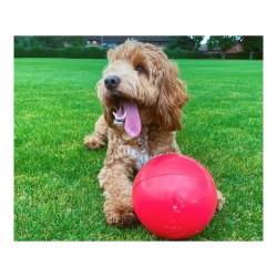 Jouet pour chien Company of Animals Boomer Bleu (200mm)