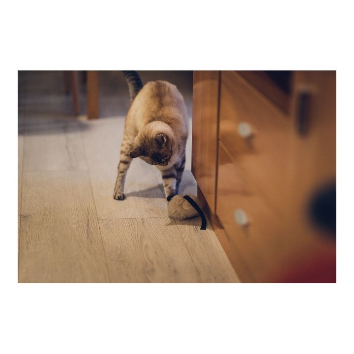 Carte postale microlorge