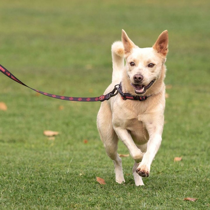 Carte postale microlorge