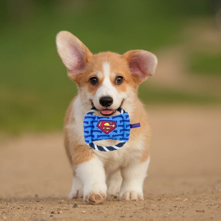 Carte postale microlorge