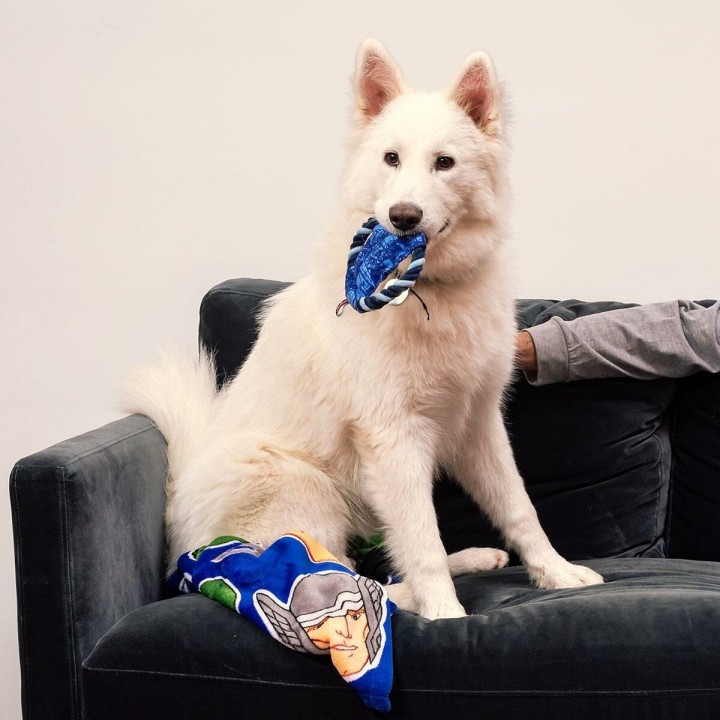 Carte postale microlorge