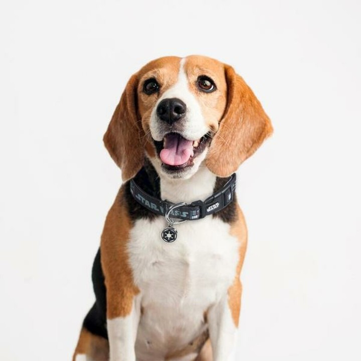 image imprimée ou numérique