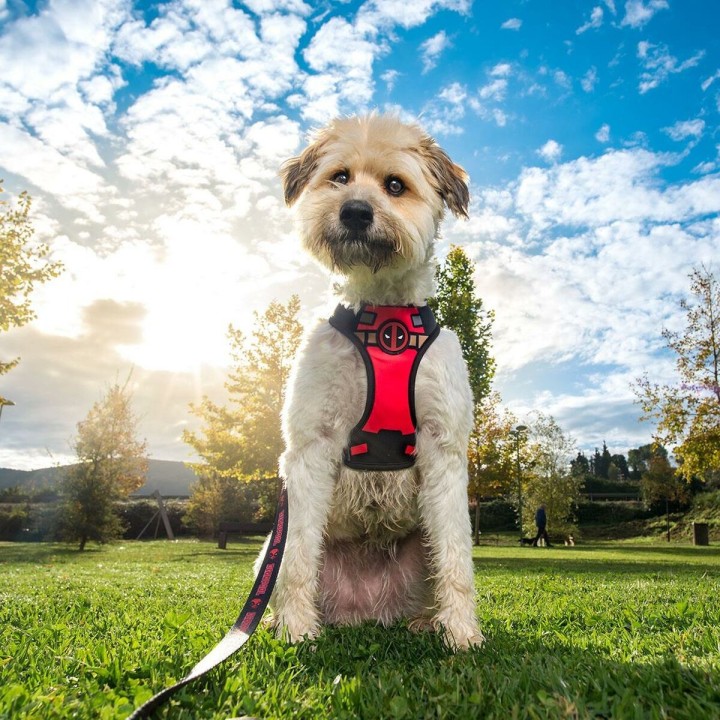 Carte postale microlorge