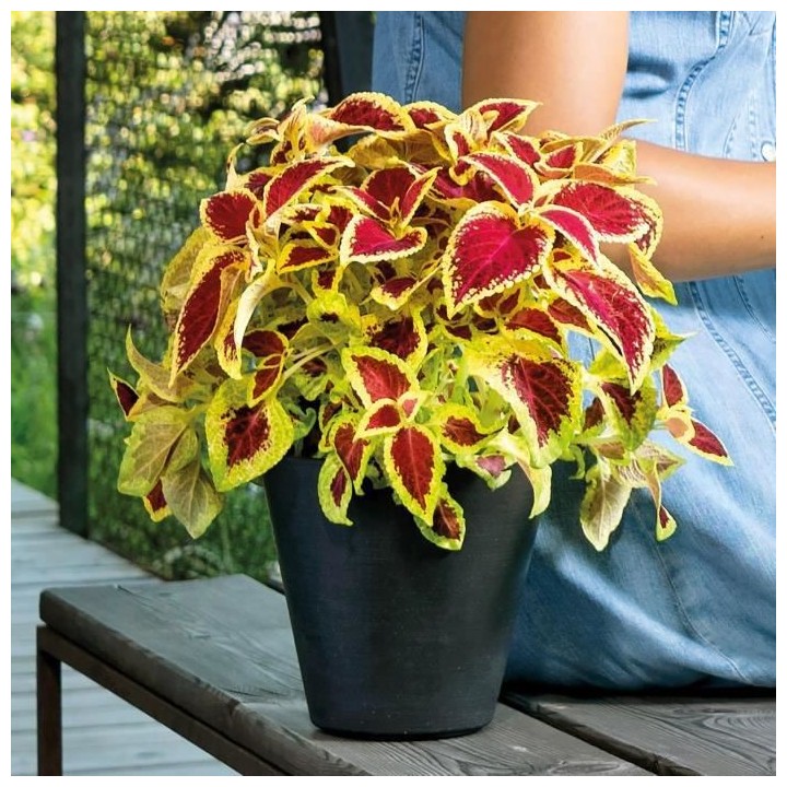 DEROMA Pot de fleurs a reserve d'eau Save R Nero - 20 cm