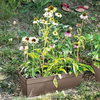 DEROMA Jardiniere Ninfea R camel a réserve d'eau - Coloris taupe - 50