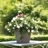 DEROMA Pot de fleurs Carré Day R Camel - 50 cm