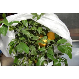 JANY FRANCE Voile d'hivernage - PP non tissé 22g/m² - 2x5m