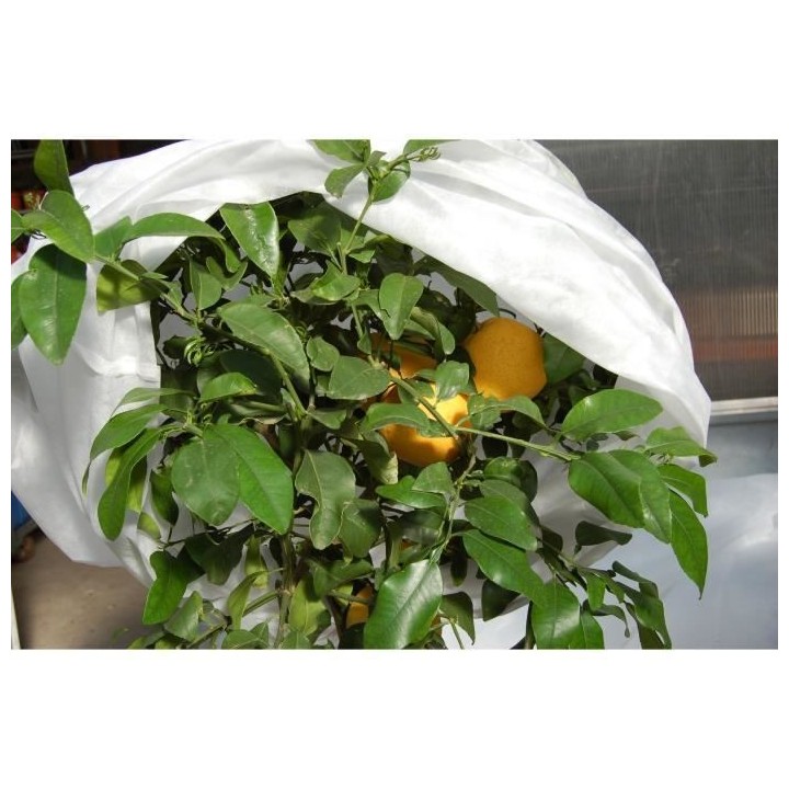 JANY FRANCE Voile d'hivernage - PP non tissé 22g/m² - 2x5m