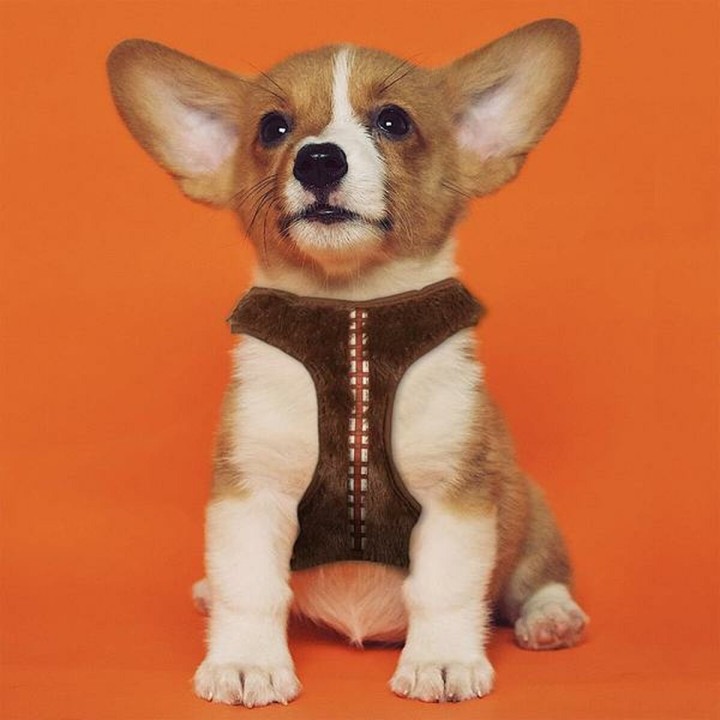 image imprimée ou numérique