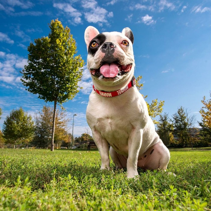 image imprimée ou numérique