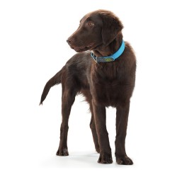 Collier pour Chien Hunter Convenience Turquoise