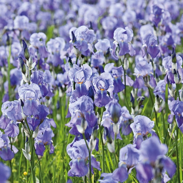 image imprimée ou numérique