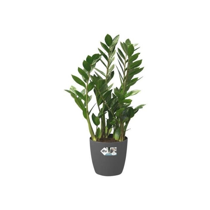 Brussels Rond Roues 35 anthracite