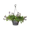 ELHO Pot de fleurs a suspendre Corsica 30 - Gris anthracite - Extérieur & Balcon - Ø 29,4 x H 21,1 cm