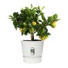 ELHO Pot de fleurs rond Greenville 25 - Extérieur - Ø 24,48 x H 23,31 cm - Blanc