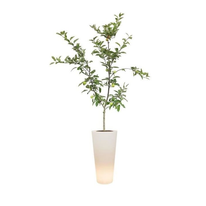 Pure Straight High Smart LED 40 transparent