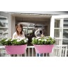 ELHO Bac de balcon Corsica Flower Bridge 60 - Violet vif - Extérieur & Balcon - L 29,6 x W 58 x H 24 cm