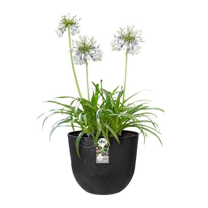 Fuente Lily Rond 38 onyx noir