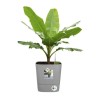 ELHO - Pot de fleurs - Greensense Aqua Care Carré 30 - Ciment Clair - Intérieur/extérieur - Ø 29.5 x H 30.2 cm