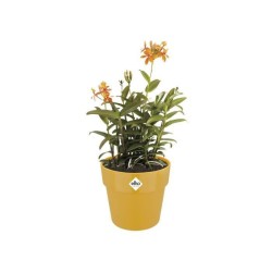 Pot de fleurs B.for Original Rond 22 ocre