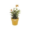 Pot de fleurs B.for Original Rond 22 ocre