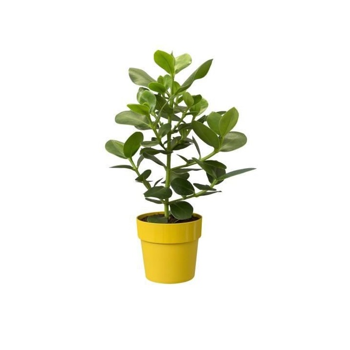 Pot de fleurs B.for Original Rond 22 ocre