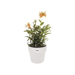 Pot a fleurs B.for Original Rond 22 blanc