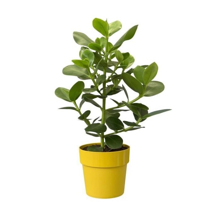 B.for Original Rond Roues 35 ocre