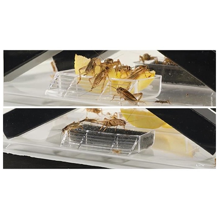 Boite a nourriture vivante PM