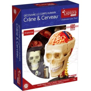 Anatomie crâne et cerveau - Expérience anatomie - Explora science -